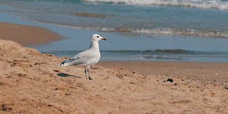 美丽的白色海鸥漫步在清澈湛蓝的沙滩上