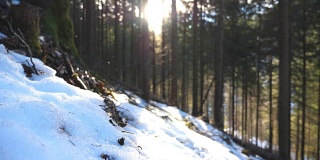 年轻游客攀登雪坡的侧视图在山松林。一个不认识的人在雪山上徒步旅行，背景是阳光。健康积极的生活方式。特写慢动作