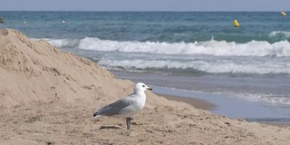 海鸥伴着海浪走在海边的沙滩上