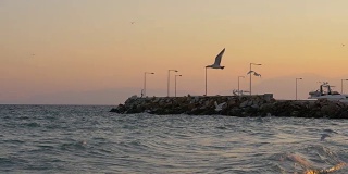 水景与波浪的大海，码头和飞翔的海鸥在日落