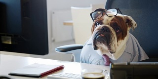 斗牛犬戴着领带在办公室看电脑屏幕