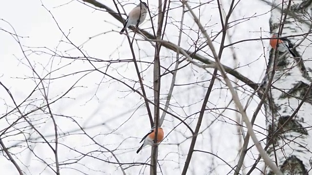 一群红腹灰雀坐在雪下的树枝上。冬天森林里明亮的鸟儿