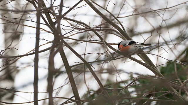 一只公红腹灰雀坐在雪下的树枝上。冬天森林里明亮的鸟儿