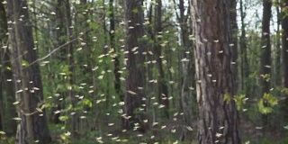 成群的蚊子，成群的摇蚊在早春的公园里用背光照射