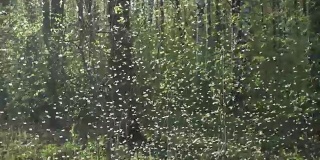 成群的蚊子，成群的摇蚊在早春的公园里用背光照射