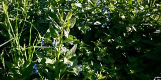 草药紫草。野草地上的一种合生植物。静态镜头拍摄