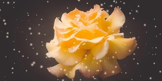 橙色的玫瑰在黑色背景的特写滤镜或效果