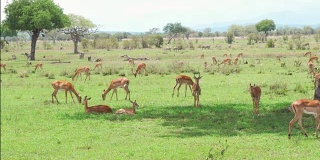 一群正在休息和吃草的黑斑羚