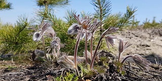 东白头翁，番红花，银莲花