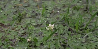 雨点落在三叶草草坪上的水坑里