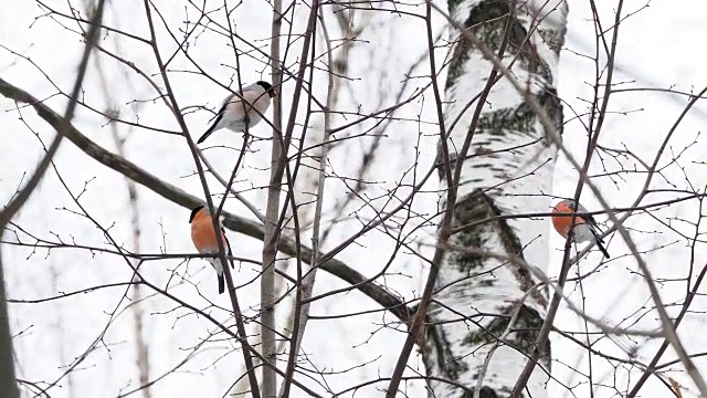 一群红腹灰雀坐在雪下的树枝上。冬天森林里明亮的鸟儿