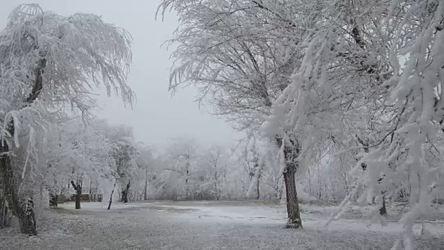 白雪覆盖的山空地。多风多雾的天气。树木和灌木上覆盖着一层厚厚的霜