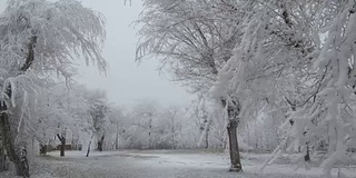 白雪覆盖的山空地。多风多雾的天气。树木和灌木上覆盖着一层厚厚的霜