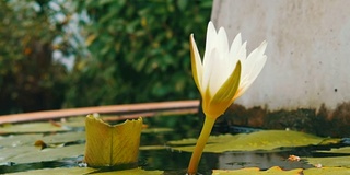 人工池塘中的装饰花园百合。美丽的白色装饰花在一个小人工水库