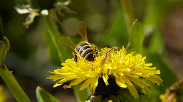 蒲公英上的蜜蜂