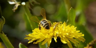 蒲公英上的蜜蜂