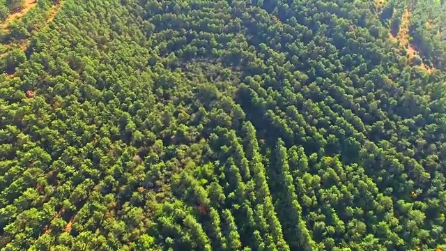 浓密地种成一排的树。鸟瞰