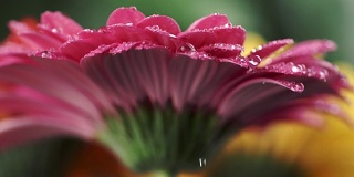 湿粉菊菊非洲菊。水滴落在花瓣上。特写镜头