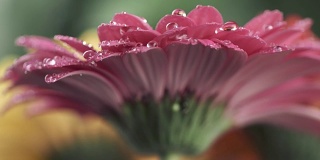 带露珠的粉红菊菊菊。浅景深。慢动作镜头