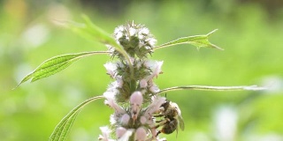 正在开花的益母草上有一只蜜蜂