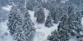 公园里一大片白雪覆盖的冷杉的鸟瞰图。4 k, UHD