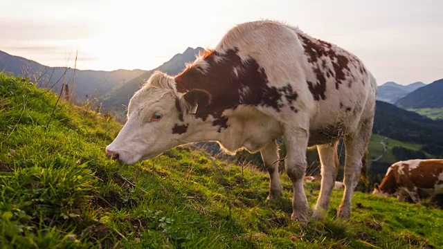 日落时在草地上吃草的牛