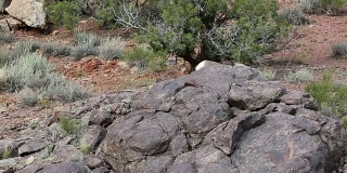大角羊躲在岩石后面