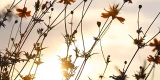 4k:日落时分的花背景。