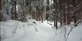 在特勒茨科湖岸边的特维内克(第三河)河上，在冬天大雪覆盖下的针叶林的步道上行走