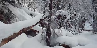 在特勒茨科湖岸边的特维内克(第三河)河上，在冬天大雪覆盖下的针叶林的步道上行走