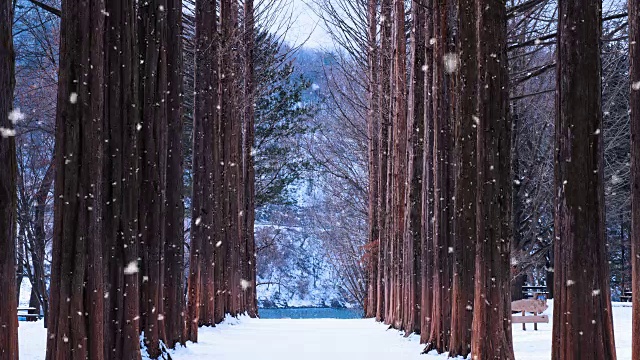韩国奈美岛的排树和雪花。奈美岛的冬天。
