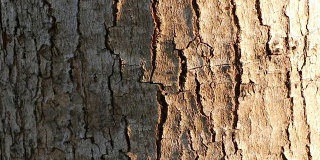 红蚂蚁在树皮上排成一排。