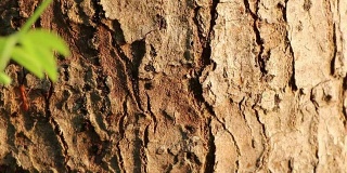 红蚂蚁在树皮上排成一排，在清晨的阳光下行走。