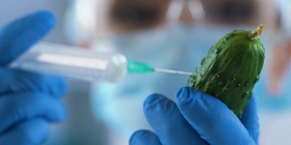 女科学家给黄瓜注射试剂看基因改造