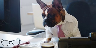 一只法国斗牛犬坐在办公室里看电脑屏幕