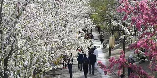 海棠花在北京盛开，非常美丽