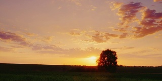 日落在麦田里的小麦幼苗。地平线上有一棵孤独的树的剪影。Copyspace组成