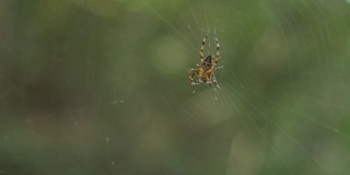 一只蜘蛛吃一只虫子，然后做出防御姿势来应对威胁