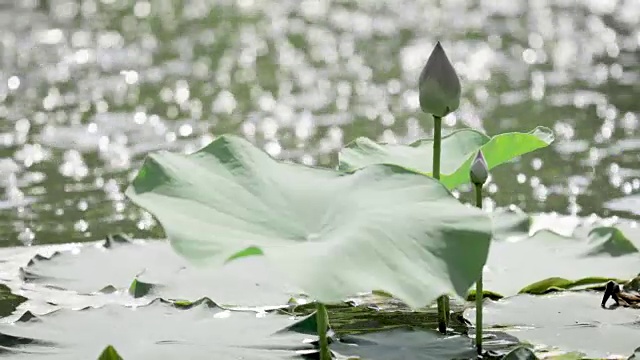 睡莲或荷花在阳光明媚的日子里在湖上开花和叶，以散景为背景