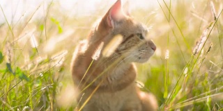 阳光下草丛中的猫