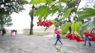 荚蒾，玫瑰，水接骨木，在微风中长有红色浆果。近距离观察荚蒾(Viburnum opulus)成熟的红色浆果视频素材模板下载
