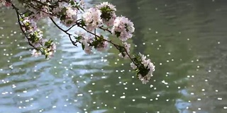 海棠花在北京盛开，非常美丽