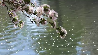 海棠花在北京盛开，非常美丽视频素材模板下载