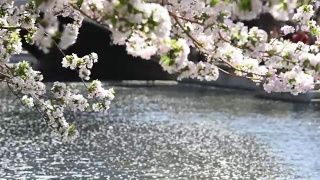 海棠花在北京盛开，非常美丽视频素材模板下载