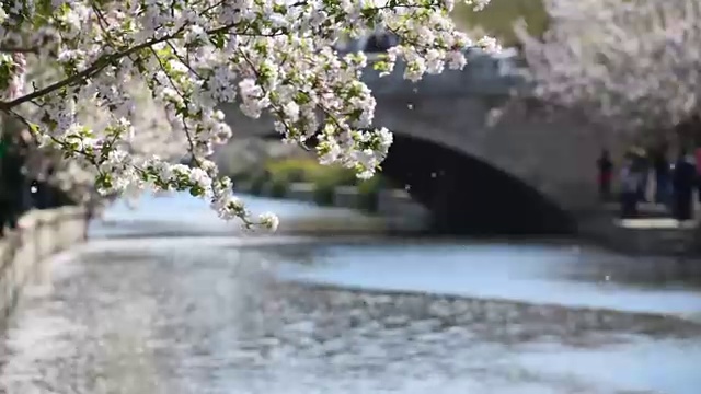 海棠花在北京盛开，非常美丽