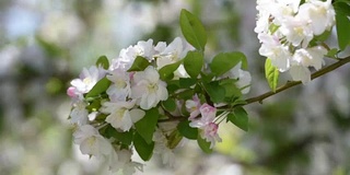 海棠花在北京盛开，非常美丽