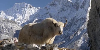 尼泊尔喜玛拉雅山脉的白牦牛。白雪覆盖的顶部是背景。替身拍摄
