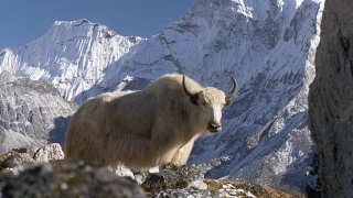 尼泊尔喜玛拉雅山脉的白牦牛。白雪覆盖的顶部是背景。替身拍摄视频素材模板下载