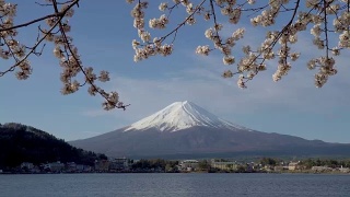 富士山和川口湖的樱花视频素材模板下载