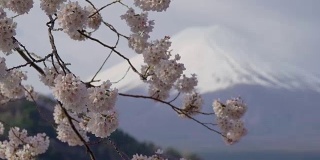 富士山和川口湖的樱花，跟随焦点。